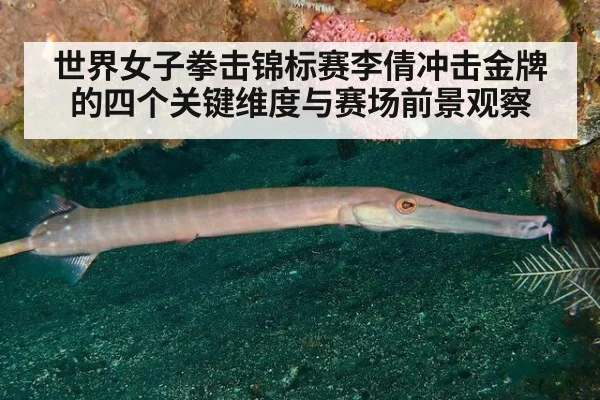 世界女子拳击锦标赛李倩冲击金牌的四个关键维度与赛场前景观察
